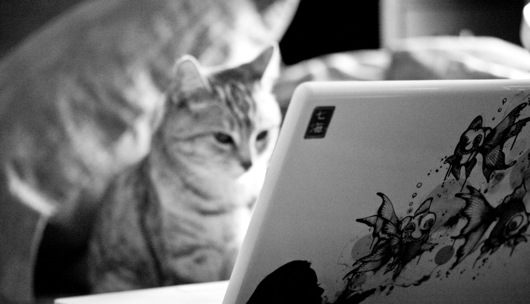 Cat blogger